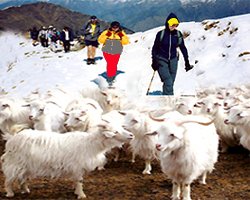 ladakh tourism income